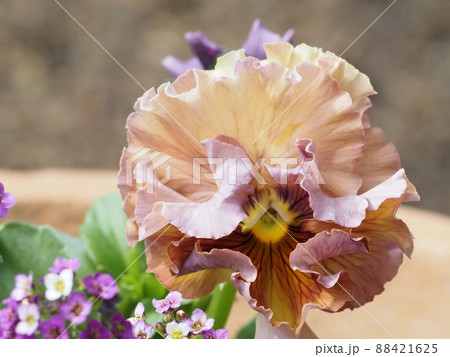 アンティークカラーフリルパンジーの花びら アンティークカラーフリルパンジーの花びら 88421625