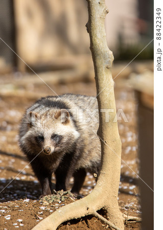 タヌキ ホンドタヌキ タヌキ ホンドタヌキ 88422349