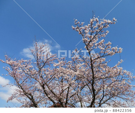 石川県、木場潟公園の桜と青空と白い雲 88422356