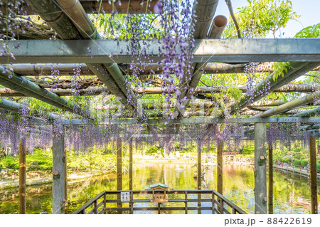 「埼玉県」越谷市・久伊豆神社　藤の花 88422619
