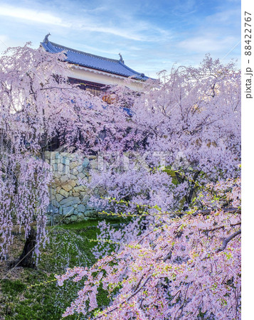 しだれ桜と上田城（縦） 88422767