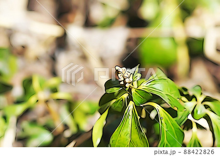 パステル調　”フッキソウ　”山野草””　イラストイメージ 88422826