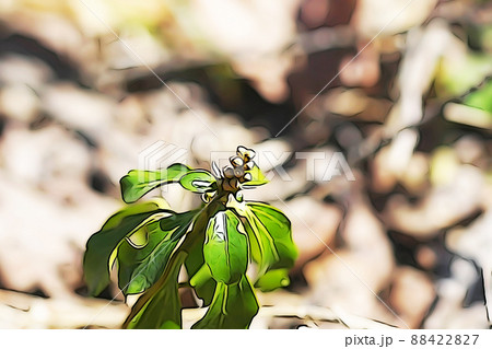 パステル調 ”フッキソウ ”山野草”” イラストイメージ パステル調 ”フッキソウ ”山野草”” イラストイメージ 88422827