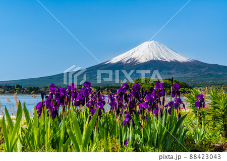 山梨県 晩春の富士山 ~河口湖大石公園~ 山梨県 晩春の富士山 ~河口湖大石公園~ 88423043