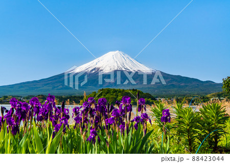 山梨県　晩春の富士山　～河口湖大石公園～ 88423044