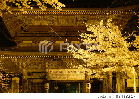 桜の咲く頃の真夜中の谷汲山華厳時の仁王門と夜桜 桜の咲く頃の真夜中の谷汲山華厳時の仁王門と夜桜 88423217