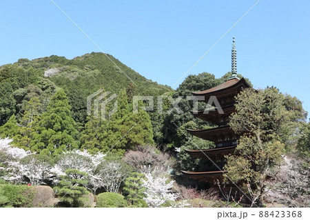 山口 瑠璃光寺の春 桜の風景 山口 瑠璃光寺の春 桜の風景 88423368