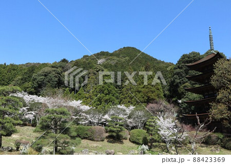 山口 瑠璃光寺の春 桜の風景 88423369