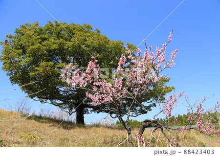 けいはんな記念公園(京都府立関西文化学術研究都市記念公園) 【京都府精華町】 けいはんな記念公園(京都府立関西文化学術研究都市記念公園) 【京都府精華町】 88423403