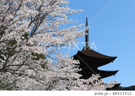 山口 瑠璃光寺の春 桜の風景 山口 瑠璃光寺の春 桜の風景 88423412