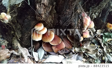 きのこ　クリタケ 88423515