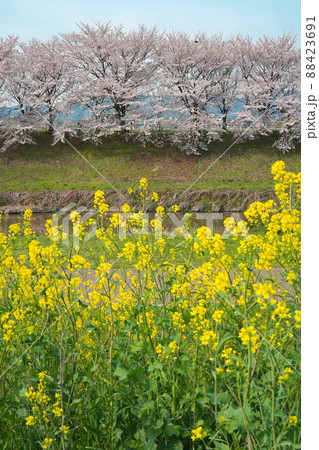 京都桂川緑地公園の桜並木と菜の花 京都桂川緑地公園の桜並木と菜の花 88423691