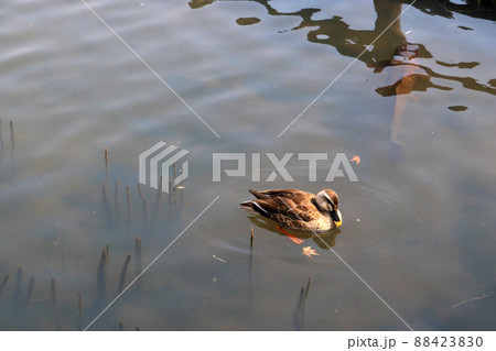 カルガモと鯉 88423830