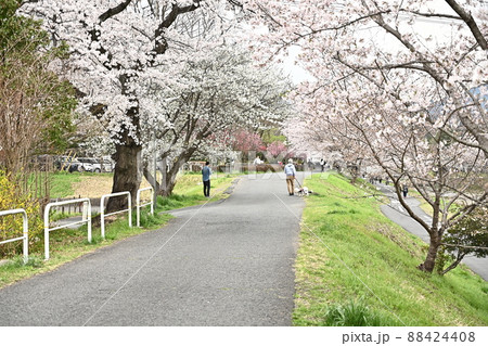 桜の季節　満開のソメイヨシノと散歩する人達　暖かい春の散歩道　長い桜並木 88424408