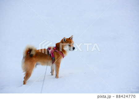 柴犬 88424770