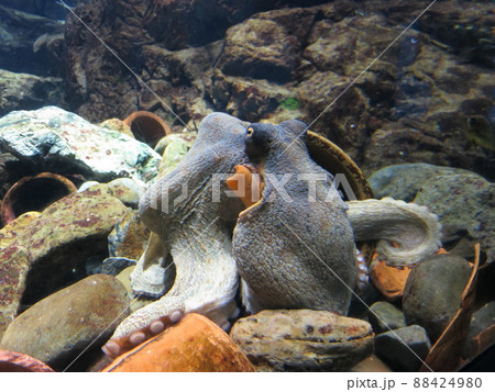 タコ壺とタコ 88424980