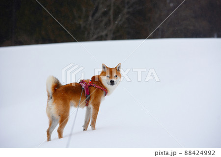 柴犬 柴犬 88424992