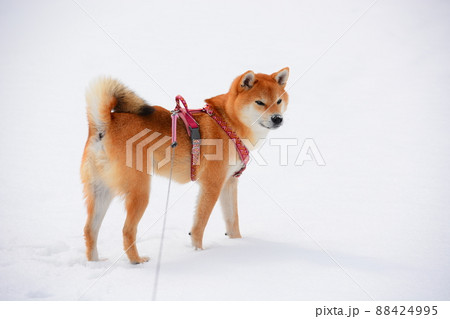 柴犬 88424995