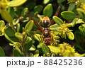 スズメバチ 昆虫 着 88425236