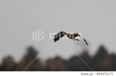 飛翔する大陸型チュウヒ 飛翔する大陸型チュウヒ 88425275