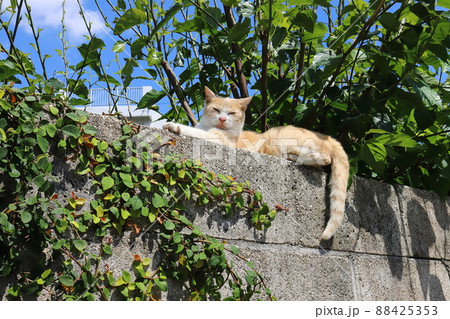 沖縄　那覇　壺屋やちむん通りのネコ 88425353