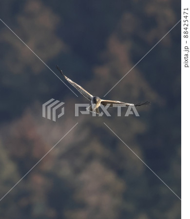 大陸型チュウヒの飛翔 大陸型チュウヒの飛翔 88425471