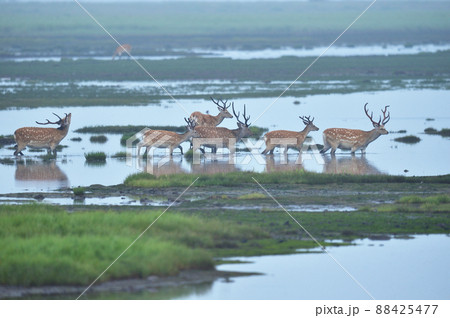 湿地を歩くエゾシカの群れ(北海道) 湿地を歩くエゾシカの群れ(北海道) 88425477