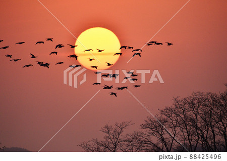 夕暮れにねぐらに戻るマガンと太陽（北海道・宮島沼） 88425496