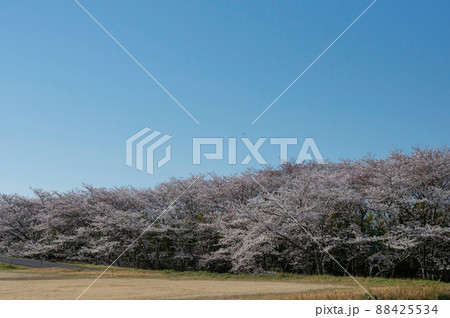 笠原桜公園の桜 笠原桜公園の桜 88425534