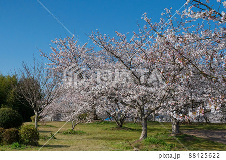 笠原桜公園の桜 88425622