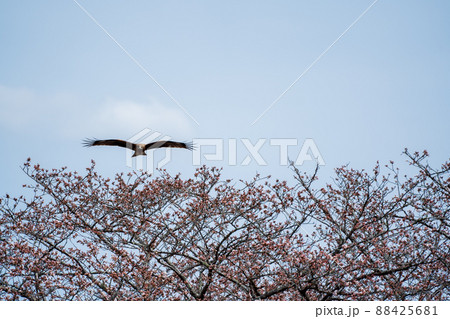 桜の木の上を飛ぶトンビ 88425681