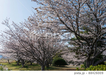 笠原桜公園の桜 88426009