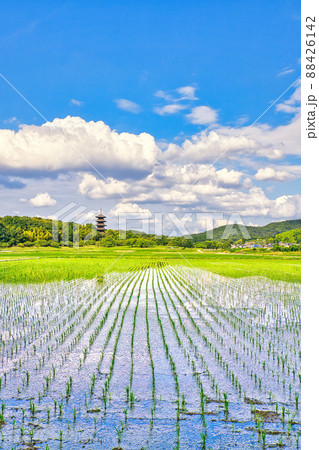 美しい初夏の田園風景｜総社市吉備路 88426142