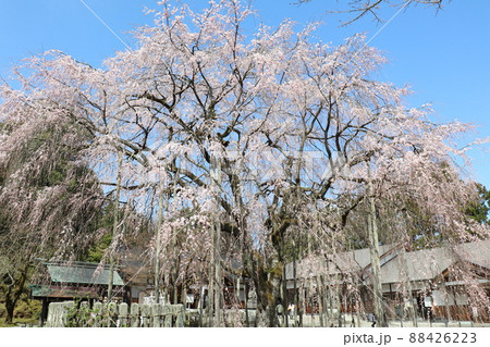 足羽神社境内に佇むシダレザクラ 足羽神社境内に佇むシダレザクラ 88426223