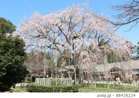 足羽神社境内に佇むシダレザクラ 88426224