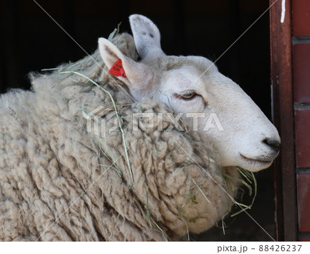 羊の横顔 88426237
