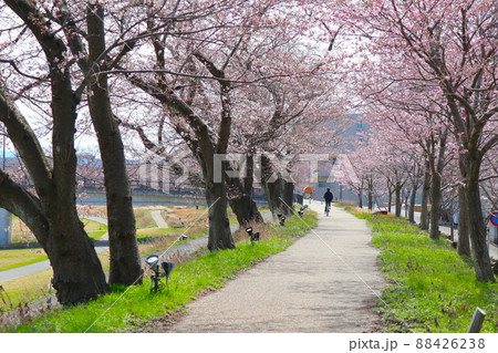 足羽川沿いの桜並木 88426238