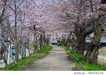 足羽川沿いの桜並木 足羽川沿いの桜並木 88426239