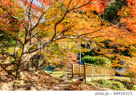 清水の滝の紅葉　【佐賀県小城市】 88426325