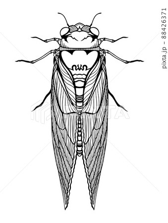 Brood X cicadas insect Brood X cicadas insect 88426371