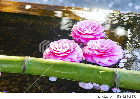 手水舎と花 88426380
