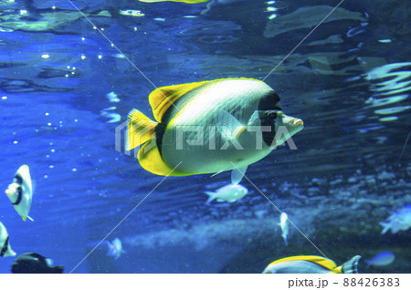 熱帯魚 熱帯魚 88426383