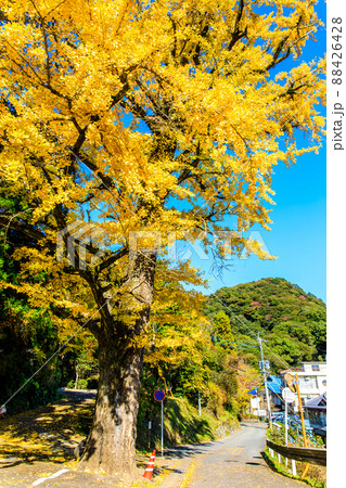 宝地院の大イチョウの紅葉 【佐賀県小城市】 宝地院の大イチョウの紅葉 【佐賀県小城市】 88426428