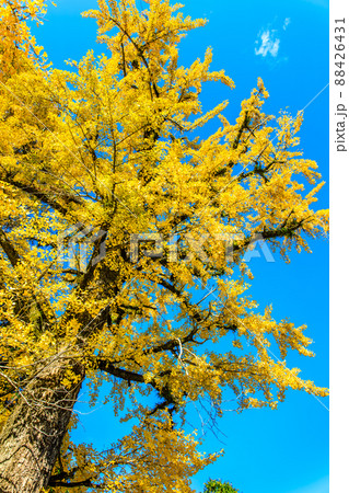 宝地院の大イチョウの紅葉 【佐賀県小城市】 宝地院の大イチョウの紅葉 【佐賀県小城市】 88426431