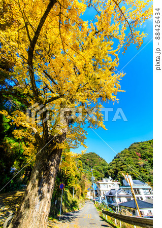 宝地院の大イチョウの紅葉 【佐賀県小城市】 宝地院の大イチョウの紅葉 【佐賀県小城市】 88426434