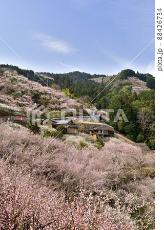 賀名生梅林の朝 88426734