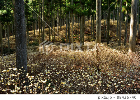 美杉のミツマタ群生 88426740