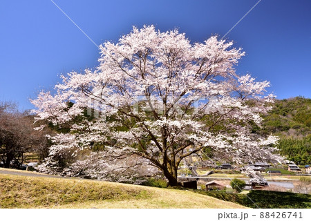 竹原地区の茶畑と淡墨桜 88426741