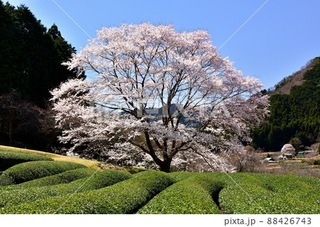 竹原地区の茶畑と淡墨桜 88426743
