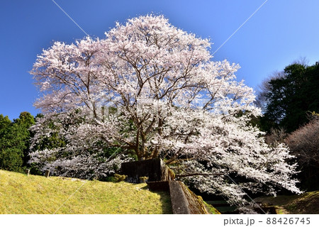 竹原地区の茶畑と淡墨桜 88426745